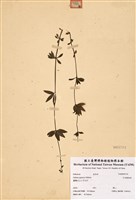 藏品(日本豬殃殃)的圖片